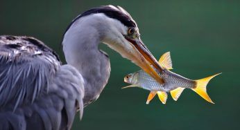 Oasi di Sant’Alessio, l’obbiettivo è salvaguardare la biodiversità