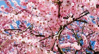 Ciliegio: quando lo pianti non commettere sbagli. Come fare