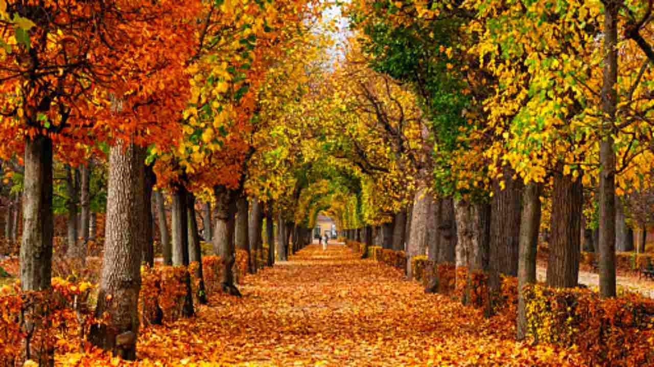 albero marrone cambiamento climatico