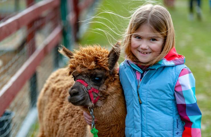 alpaca lana pregiata