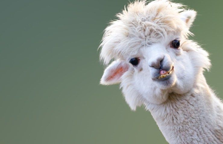 alpaca lana pregiata