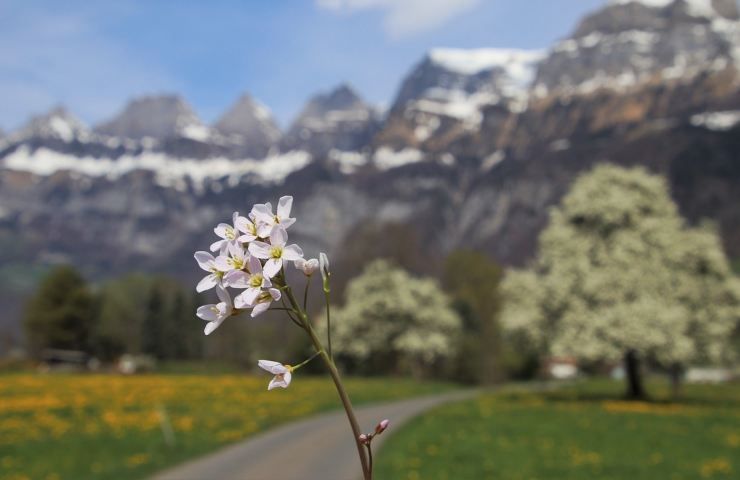 giardino alpino come averlo