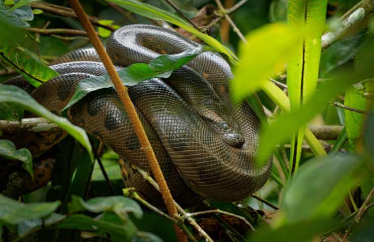 serpente più lungo