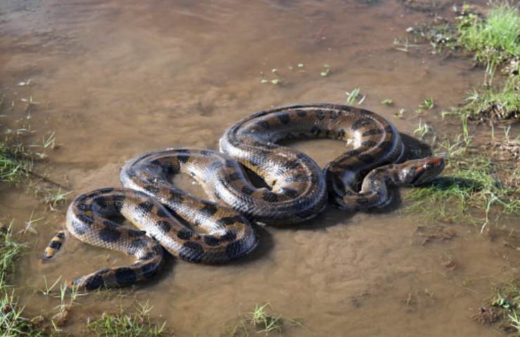 serpente più lungo