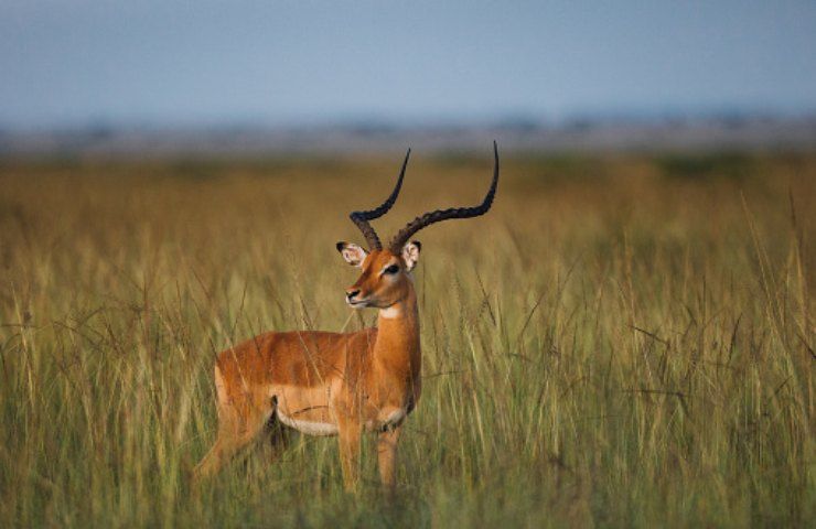 antilope habitat