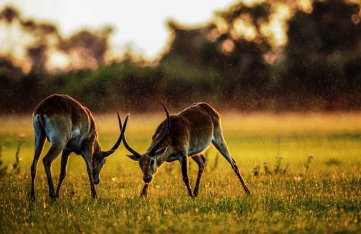 antilope habitat