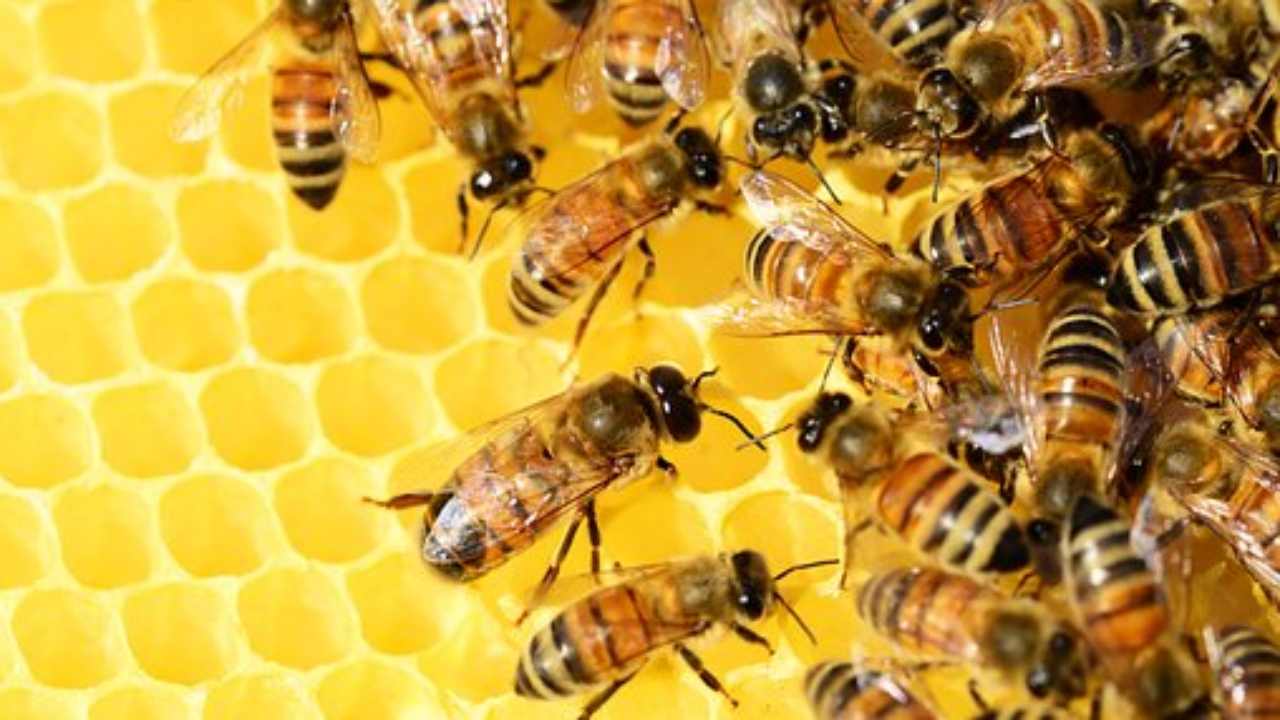 miele api produzione