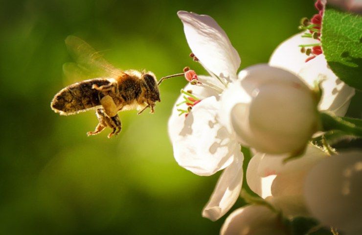 api casetta per il giardino