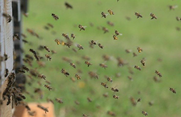 api casetta per il giardino
