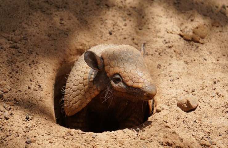 armadillo caratteristiche