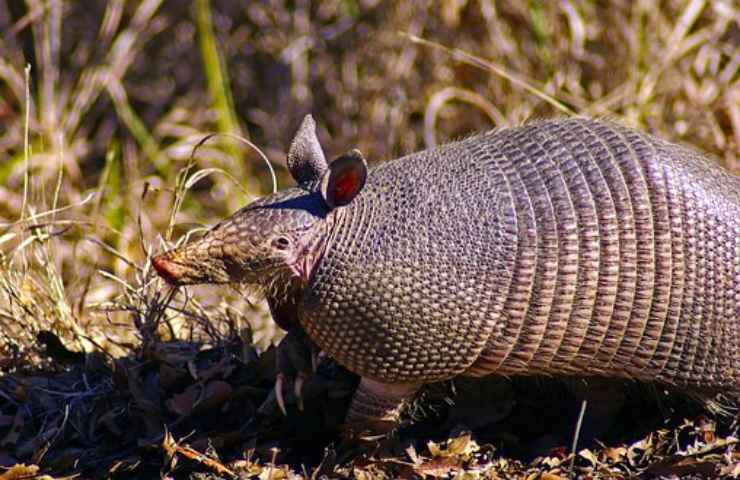 armadillo caratteristiche