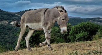 Asino: le razze, cosa mangia e come prendersene cura