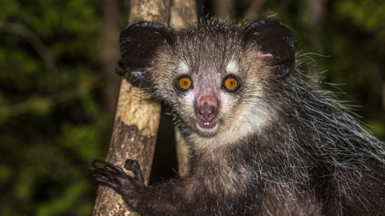 aye aye caratteristiche ed habitat