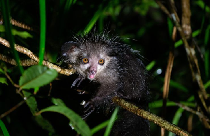 aye aye caratteristiche ed habitat