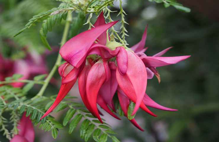 becco pappagallo fiore