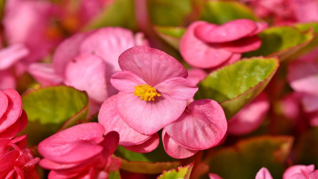 begonia cure gardening