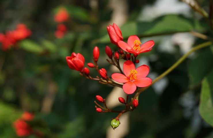 begonia cure boccioli 