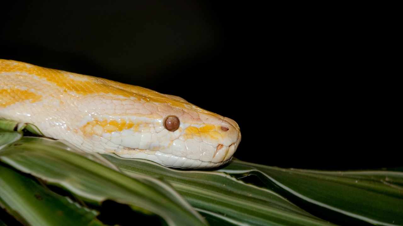 boa in giardino