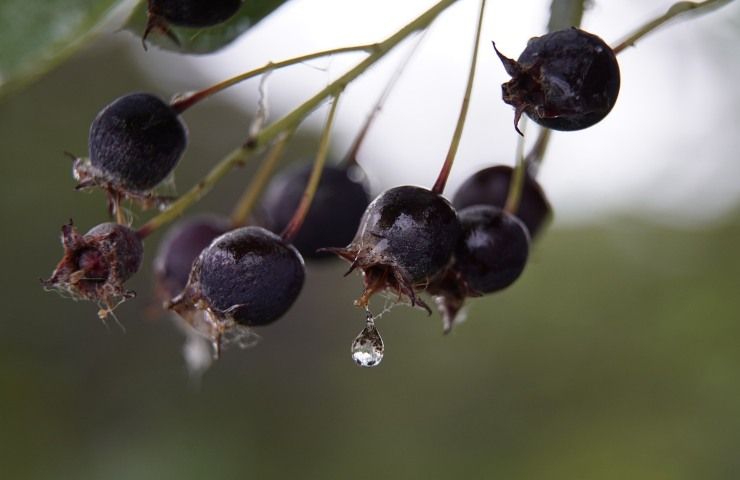 rose buds diseases 