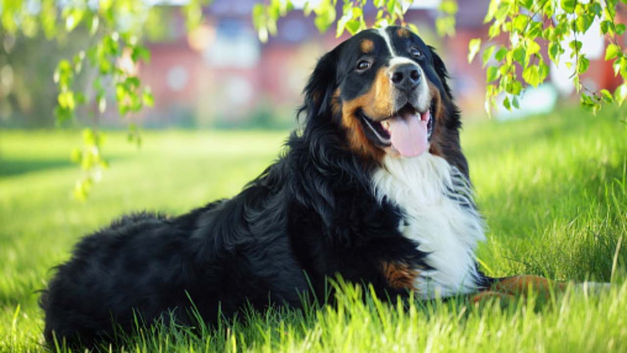 bovaro bernese caratteristiche