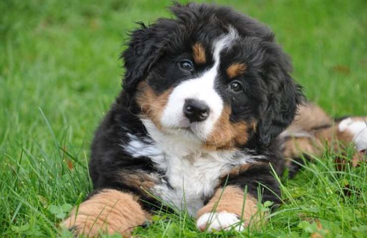 bovaro bernese caratteristiche