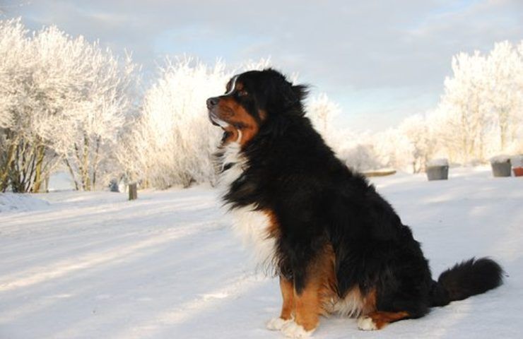 bovaro bernese caratteristiche