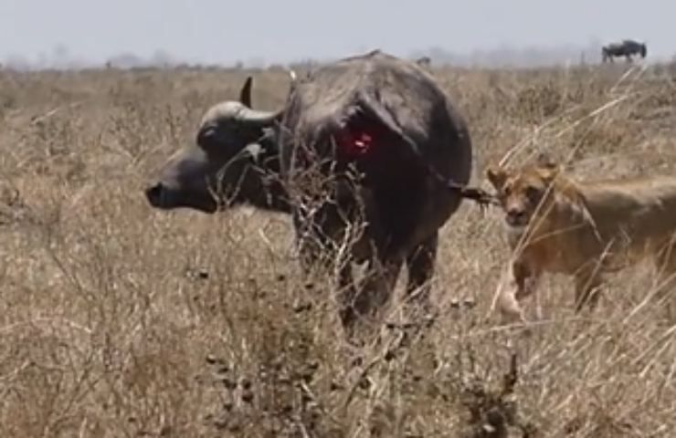 lotta bufalo leoni