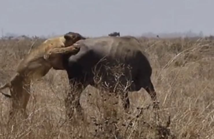 lotta bufalo leoni
