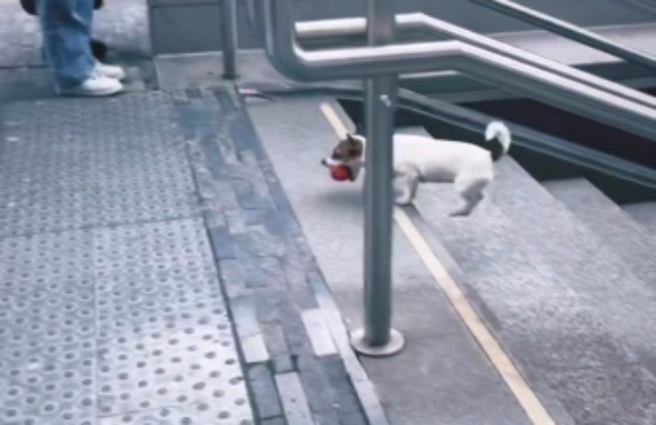 cagnolino gioca metro bruxelles