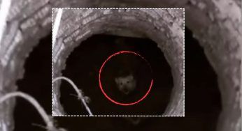 Il cagnolino non è caduto, questo era il buco dove veniva tenuto – VIDEO