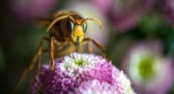 Arrivano dall’Oriente: questi calabroni sono pericoli per l’uomo