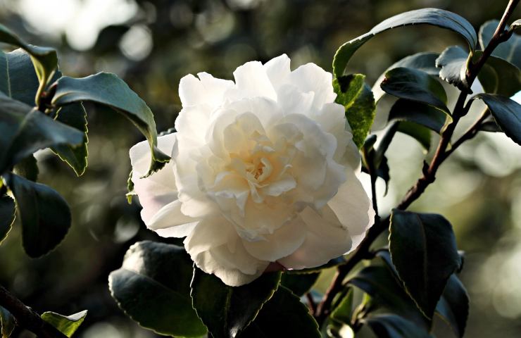 coco chanel camelia foglie 