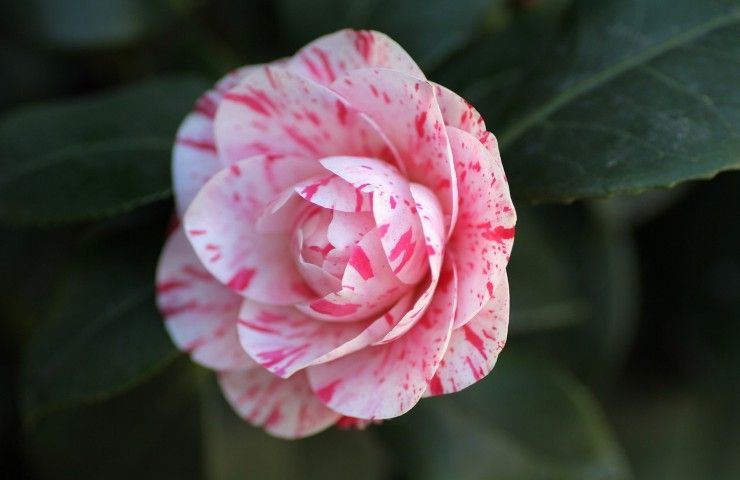 coco chanel camelia rosa 