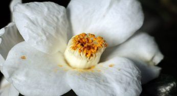 Era il preferito di Coco Chanel: il fiore più elegante di tutti