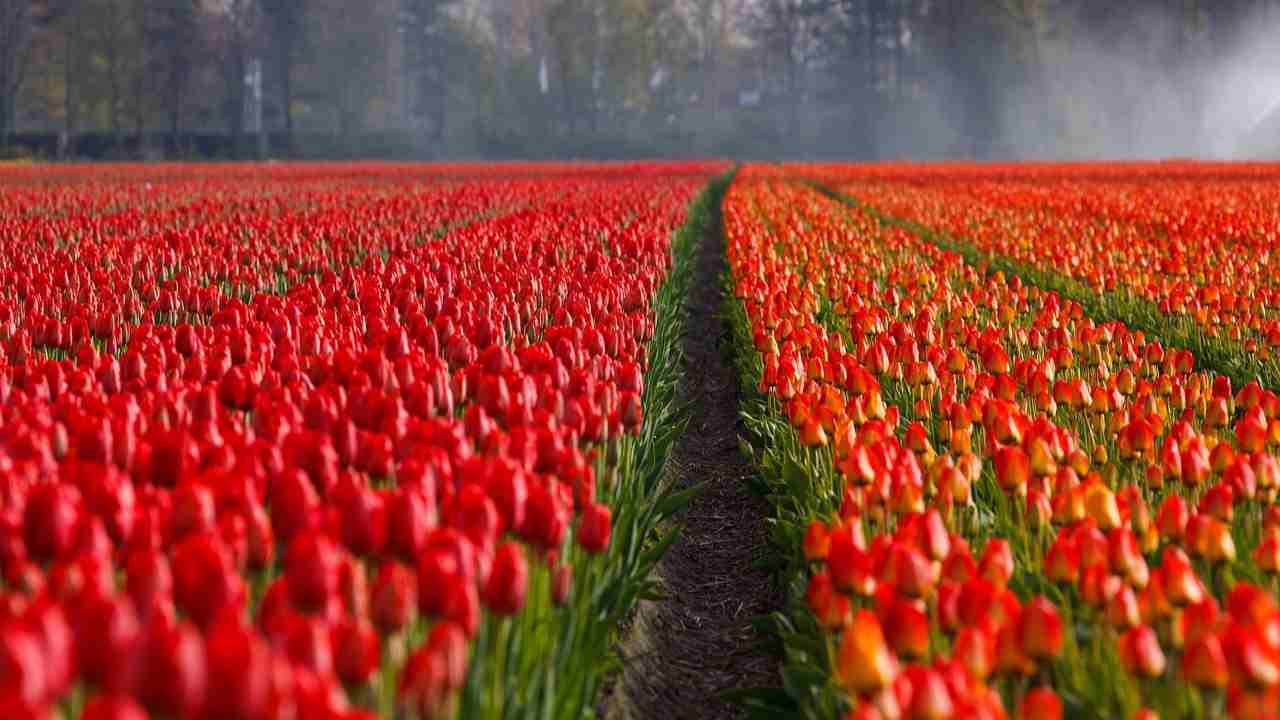 tulipani bulbi campo 
