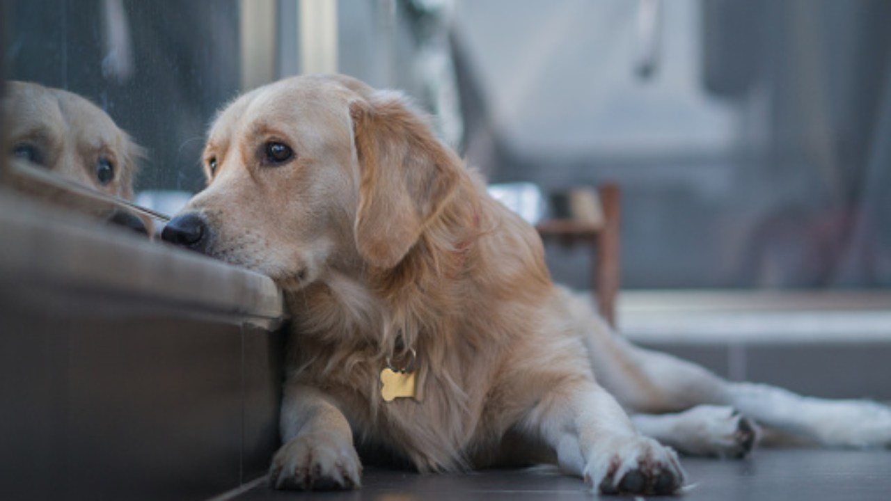 cane abbandono attesa