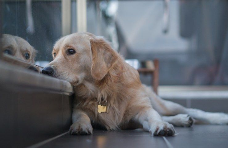 cane biglietto al collo spagna