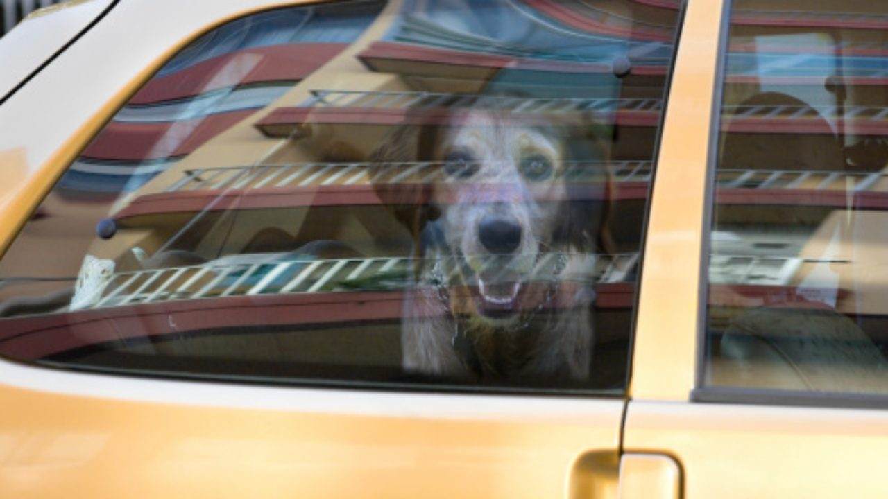 cucciolo lanciato dall'auto