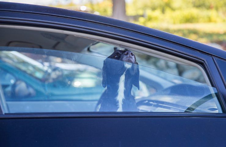 cucciolo lanciato dall'auto