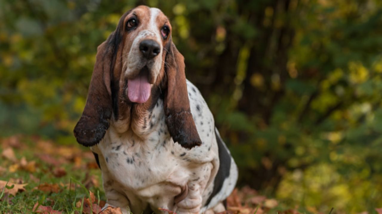 basset hound caratteristiche