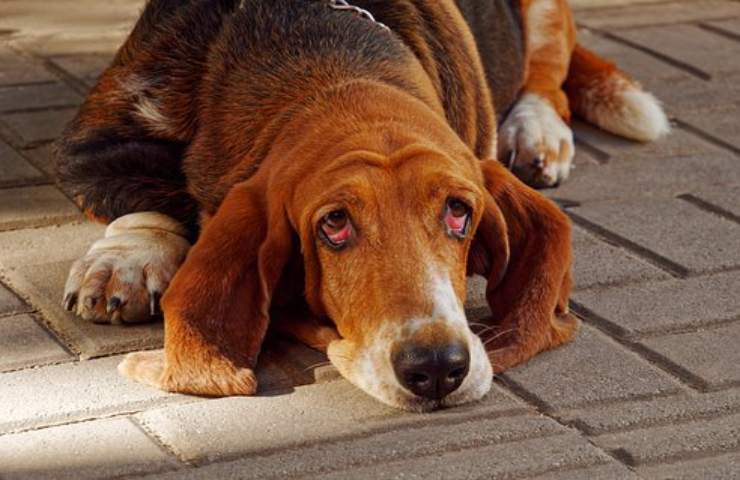 basset hound caratteristiche