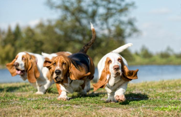 basset hound caratteristiche