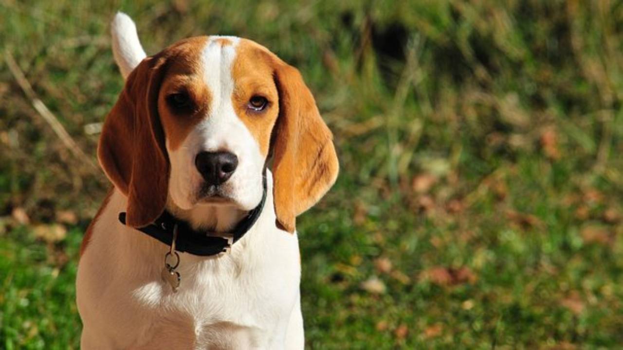 Beagle caratteristiche e temperamento