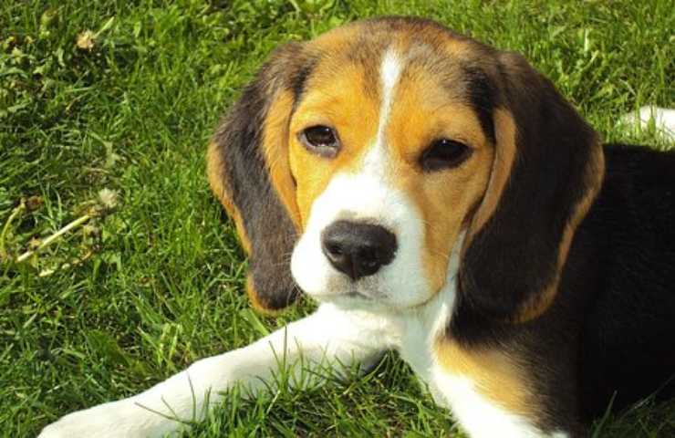 Beagle caratteristiche e temperamento