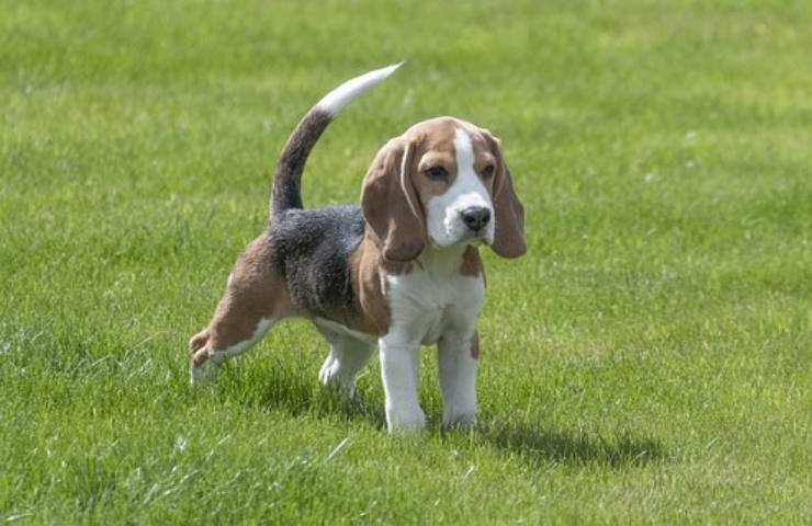 Beagle caratteristiche e temperamento