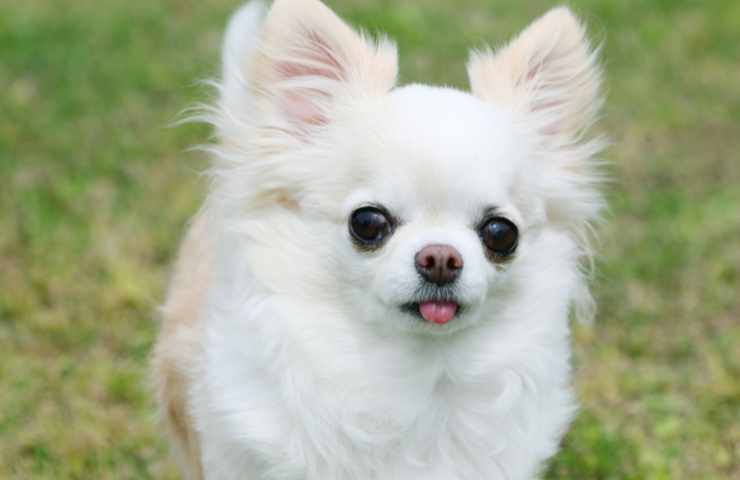 chihuahua aggredito altro cane