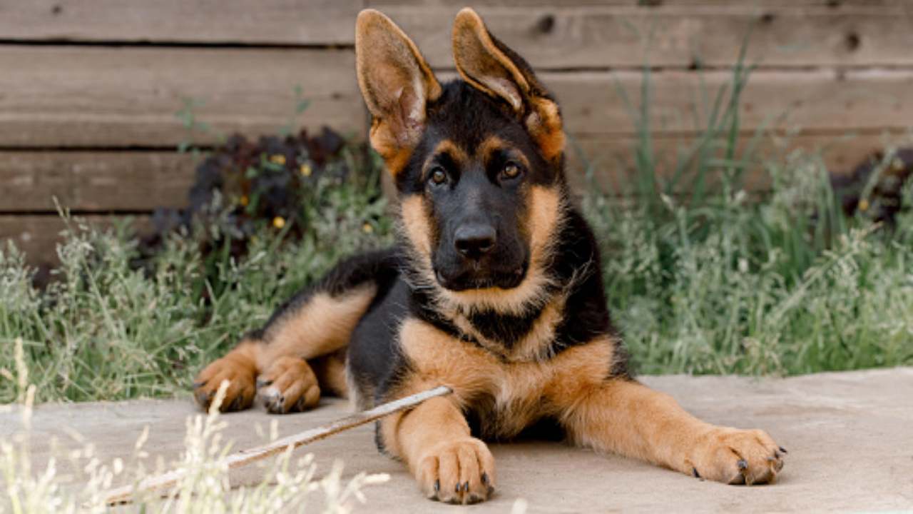 cani bologna ucciso a cltellate