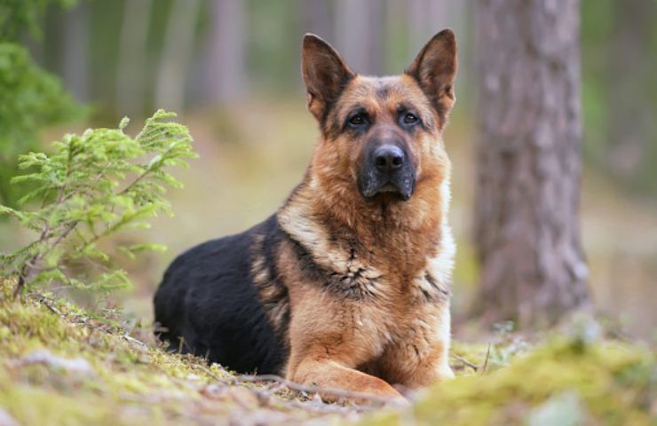 cani bologna ucciso a cltellate