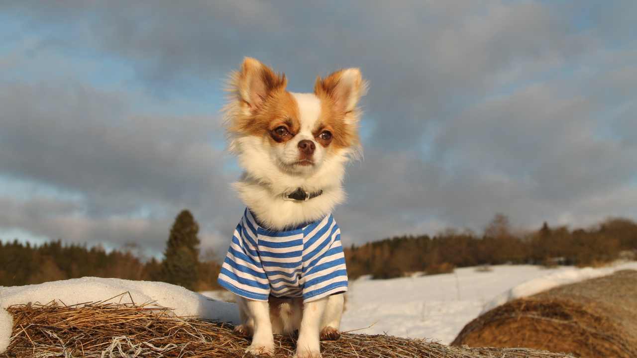 chihuahua pastore tedesco