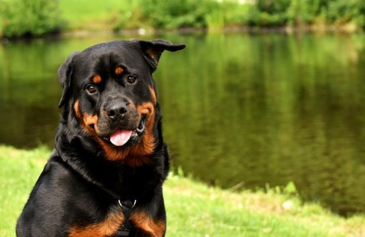 cani bologna ucciso a cltellate